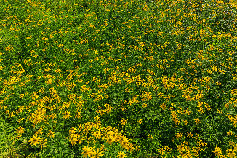 花脊の黄色い花畑・ルドベキア_f0155048_21501597.jpg