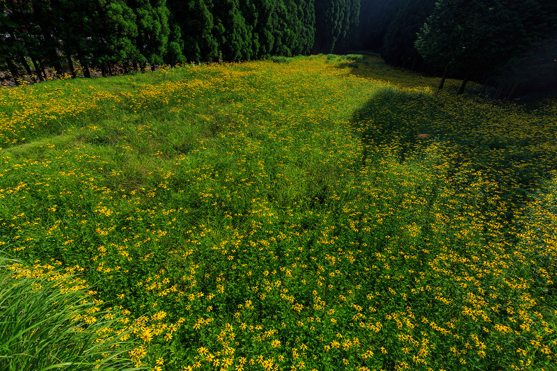 花脊の黄色い花畑・ルドベキア_f0155048_2150272.jpg