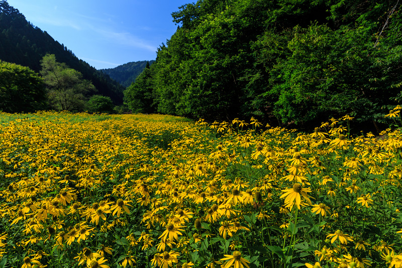 花脊の黄色い花畑・ルドベキア_f0155048_21524475.jpg