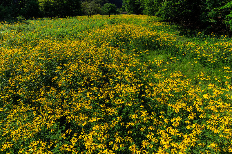 花脊の黄色い花畑・ルドベキア_f0155048_21533674.jpg