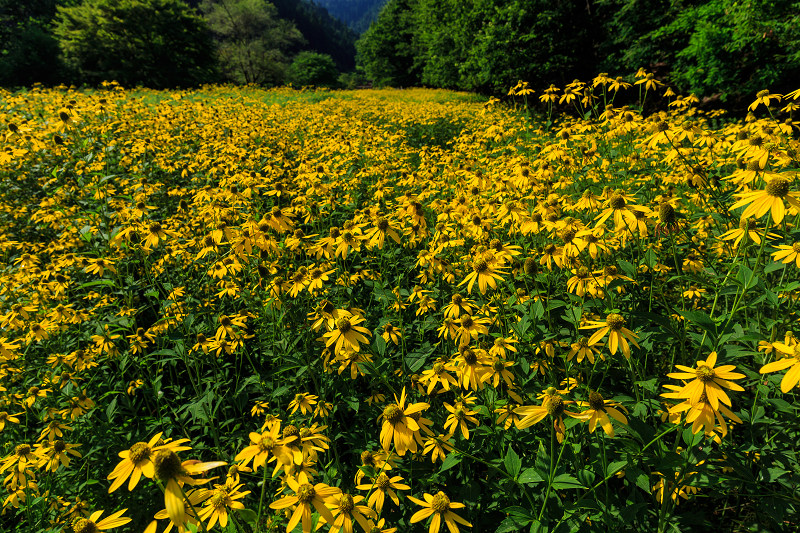 花脊の黄色い花畑・ルドベキア_f0155048_21534144.jpg