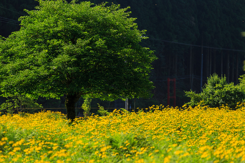 花脊の黄色い花畑・ルドベキア_f0155048_21545043.jpg