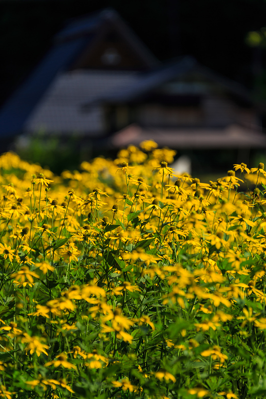 花脊の黄色い花畑・ルドベキア_f0155048_2155027.jpg