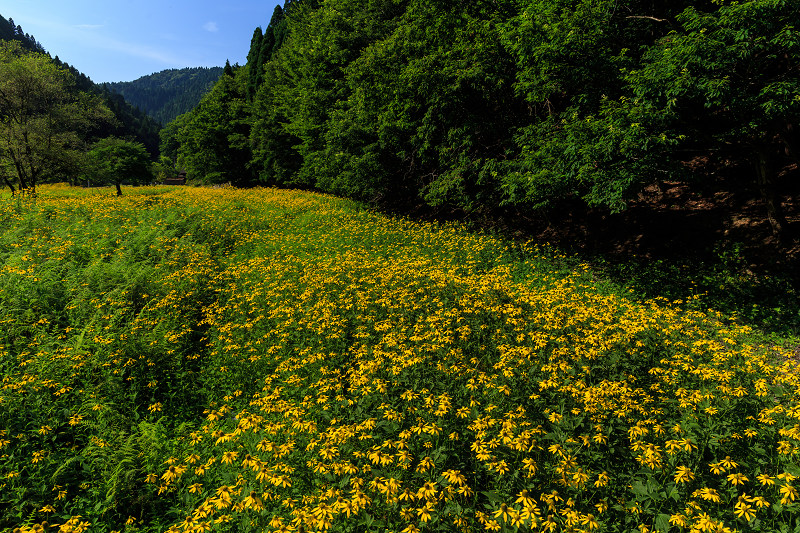 花脊の黄色い花畑・ルドベキア_f0155048_21552351.jpg