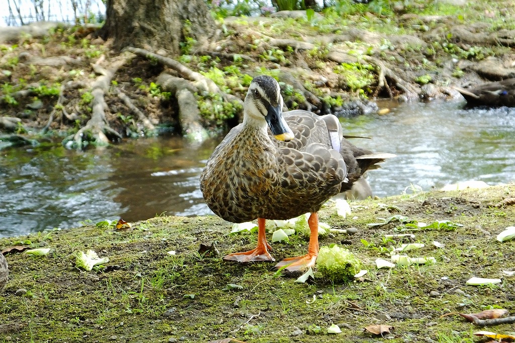 湖畔の花と水鳥たち　　　　　　　　_b0236251_1620017.jpg