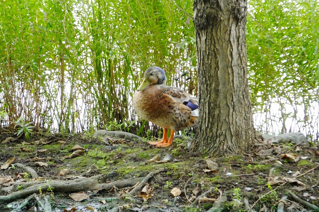 湖畔の花と水鳥たち　　　　　　　　_b0236251_16201233.jpg