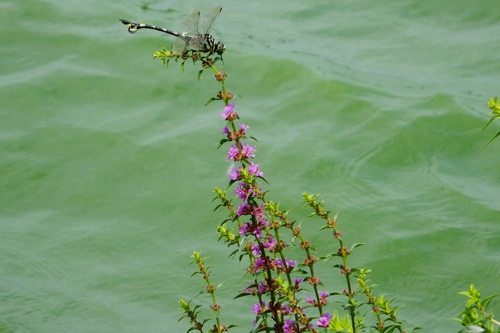 湖畔の花と水鳥たち　　　　　　　　_b0236251_1621795.jpg