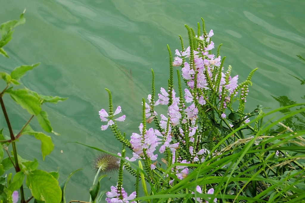 湖畔の花と水鳥たち　　　　　　　　_b0236251_16294140.jpg