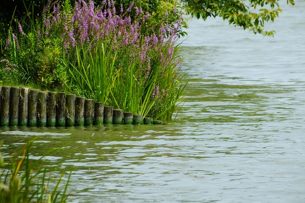 湖畔の花と水鳥たち　　　　　　　　_b0236251_16333549.jpg