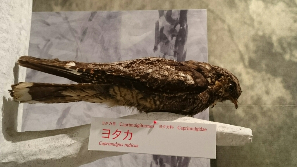 c0352852_20250295.jpg