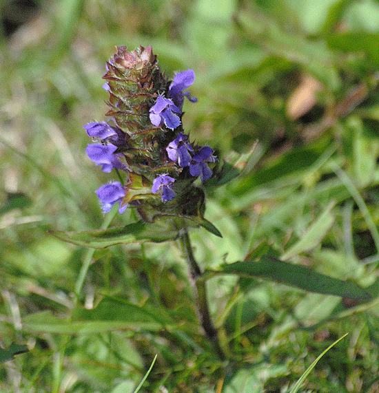 a0001354_186348.gif