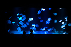 150822 kyoto_b0129659_8495372.jpg
