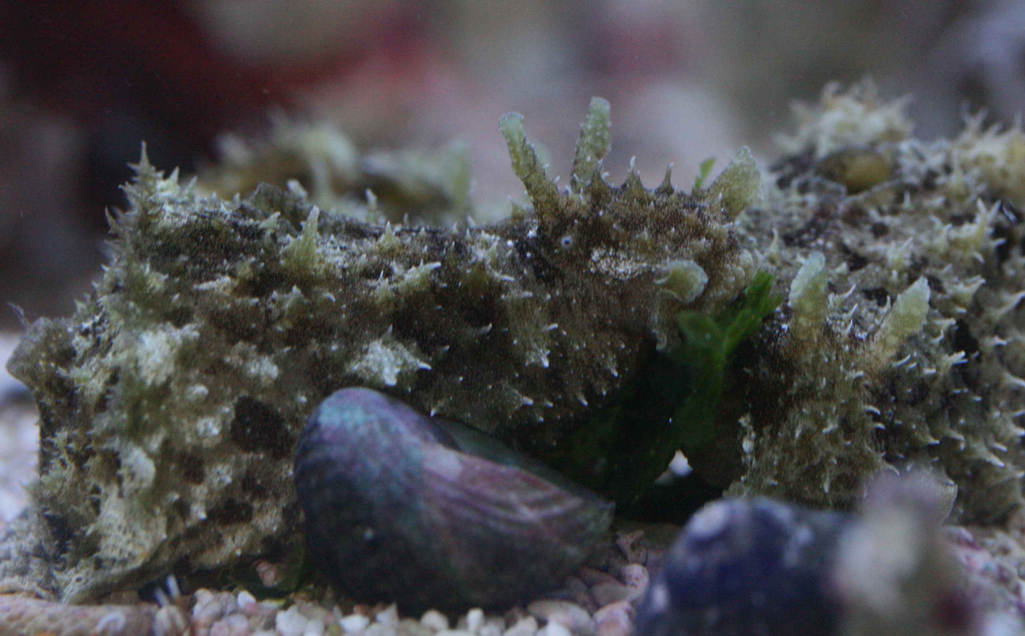 人気のドチザメ その他少々 ビーボックスアクアリウム松戸店 海水魚 サンゴ情報 人気のドチザメ その他少々 ビーボックスアクアリウム松戸店 海水魚 サンゴ情報
