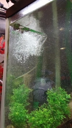 飼育格闘日記12 メダカの滝登り 編 ヒロのメダカ 飼育格闘日記12 メダカの滝登り 編 ヒロのメダカ