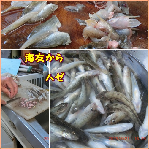 末成りかぼちゃはマロン　ハゼ釣りシーズンですね。_d0007071_6225397.jpg