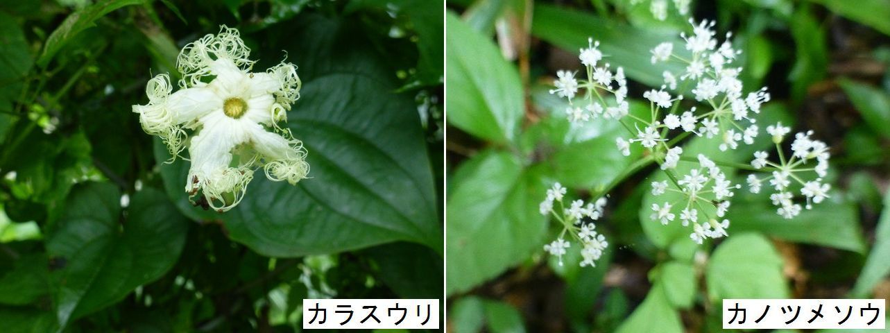 日影沢林道～小仏峠・８月２１日_d0069573_20564276.jpg