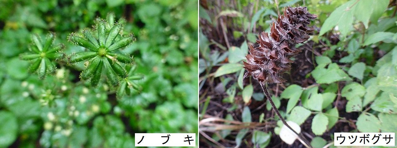 日影沢林道～小仏峠・８月２１日_d0069573_22324631.jpg