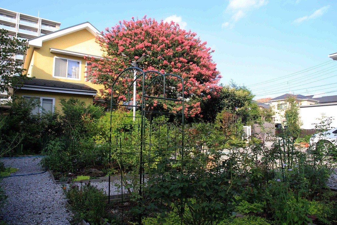 紫陽花の挿し木_a0107574_16391469.jpg