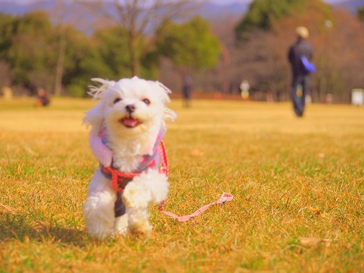 2月1日のお散歩 2014年＾＾_b0302075_19561457.jpg