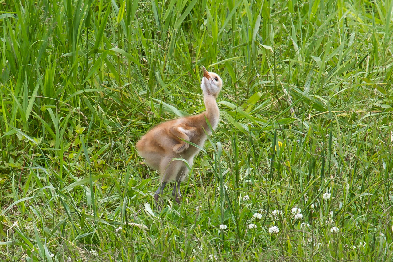 タンチョウの親子　　北海道旅行その４０　　釧路市丹頂鶴自然公園_a0052080_10072313.jpg