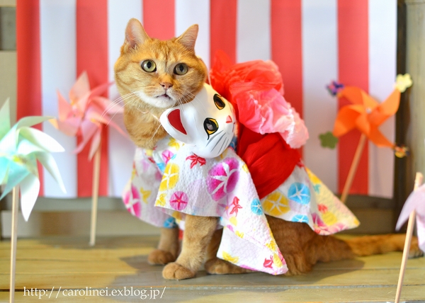 猫だって浴衣が着たい♪2015　　Cat\'s Yukata-an informal cotton kimono for summer_d0025294_1995291.jpg