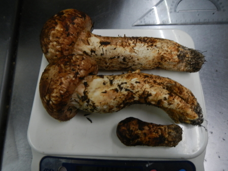 秋の味覚 松茸_e0120896_07205707.jpg