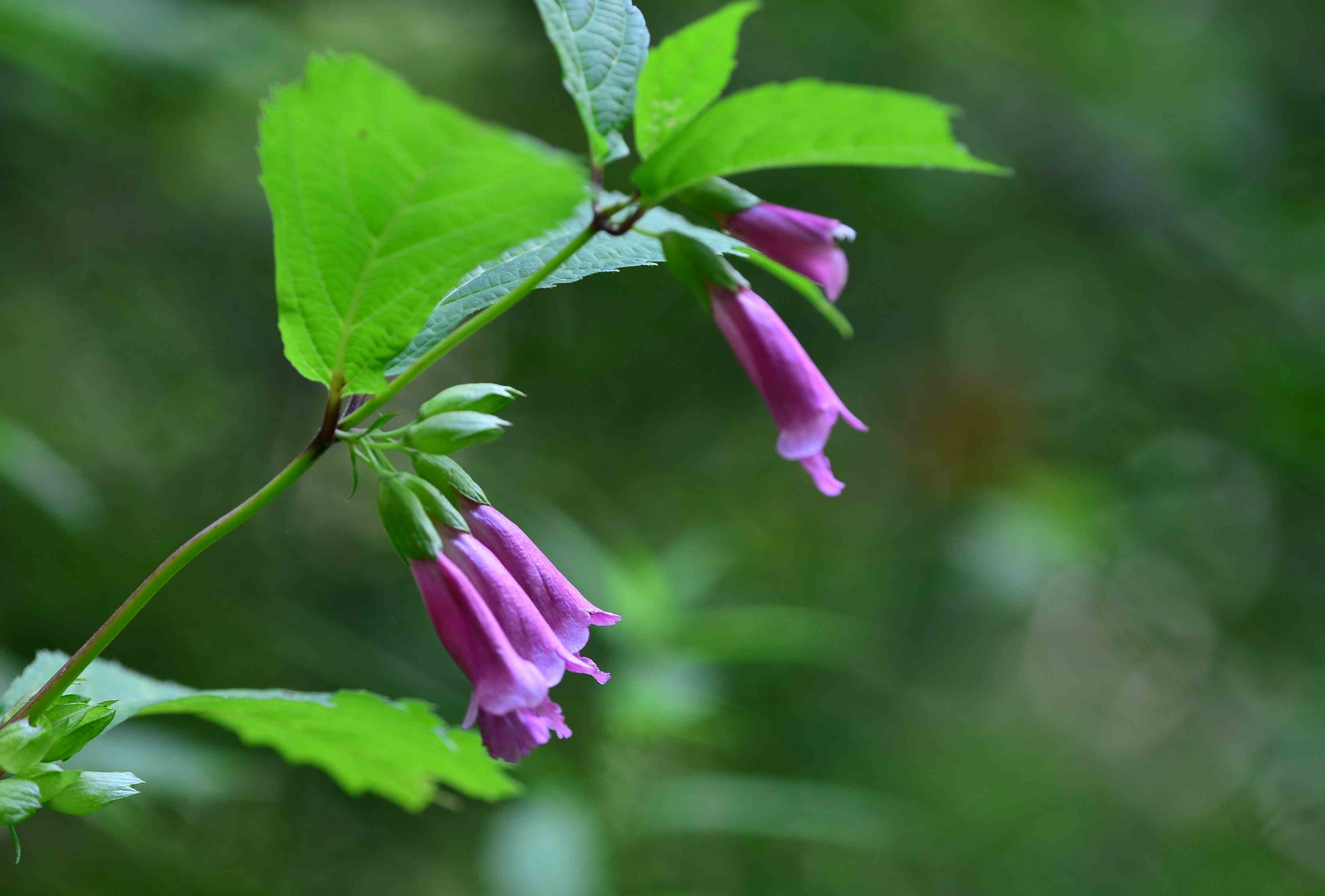 亜高山の花_c0315700_12102378.jpg