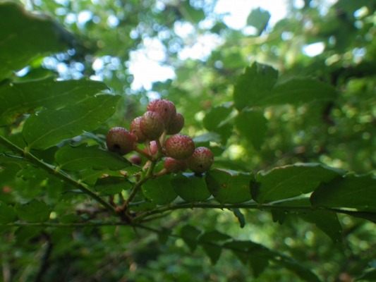 f0187402_18362564.jpg