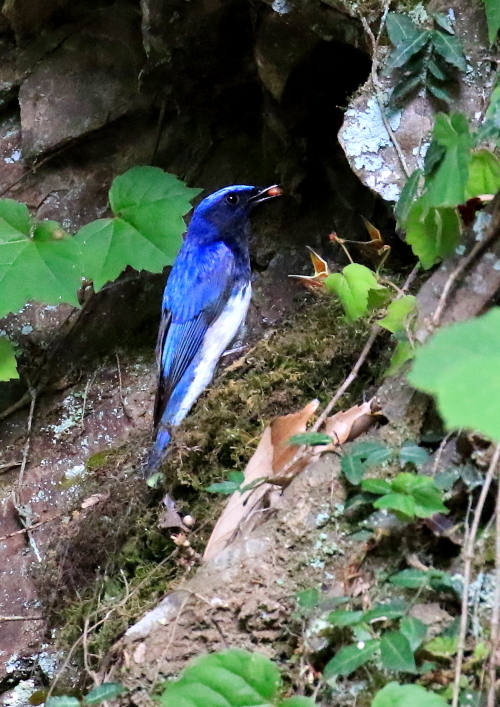 思い掛けない場所に野鳥が営巣_d0334006_18574495.jpg