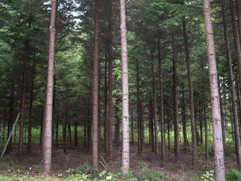 c0173813_18120944.jpg