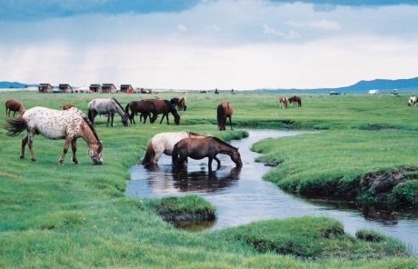 遥かなるモンゴル ＊ Mongolie（1995）_a0332314_11453202.jpg