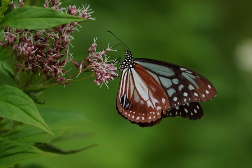 c0152317_2034399.jpg
