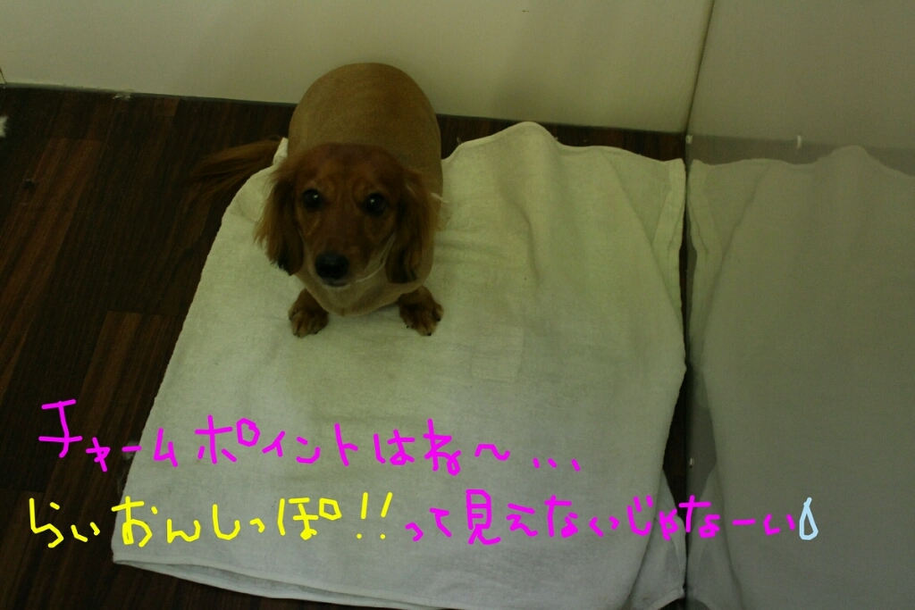 シーサー 犬濯屋 川村 ご予約はお電話で 043 285 6411 シーサー 犬濯屋 川村 ご予約はお電話で 043 285 6411