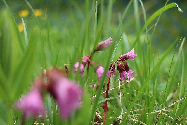 仙丈ケ岳を下る…お花畑登場！_a0172222_09452705.jpg