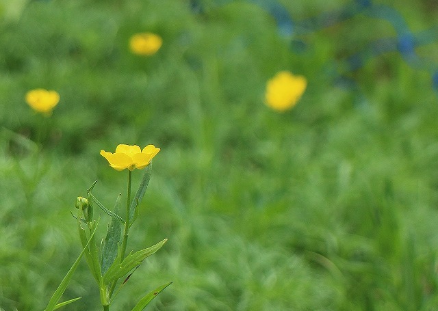 仙丈ケ岳を下る…お花畑登場！_a0172222_09455989.jpg