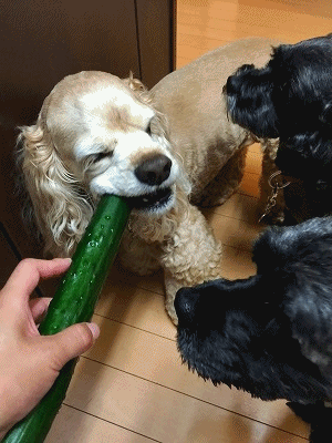 f0326925_20354388.gif