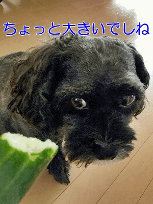 f0326925_20362824.gif