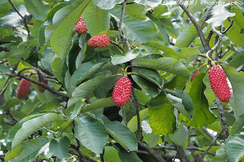 国営昭和記念公園に咲く花②_a0195032_11441550.jpg