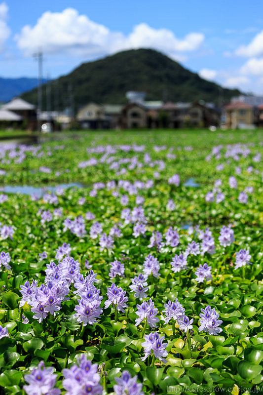 奈良　薬師寺跡のホテイアオイ_b0325840_22431067.jpg