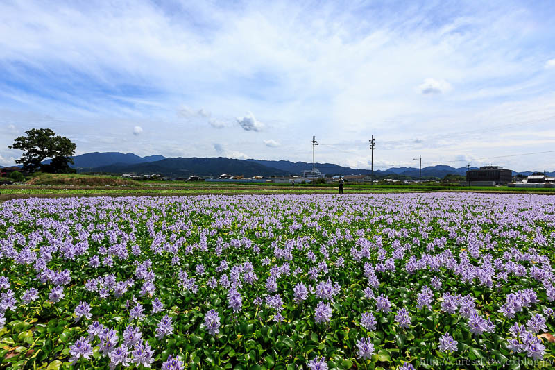 奈良　薬師寺跡のホテイアオイ_b0325840_22435618.jpg