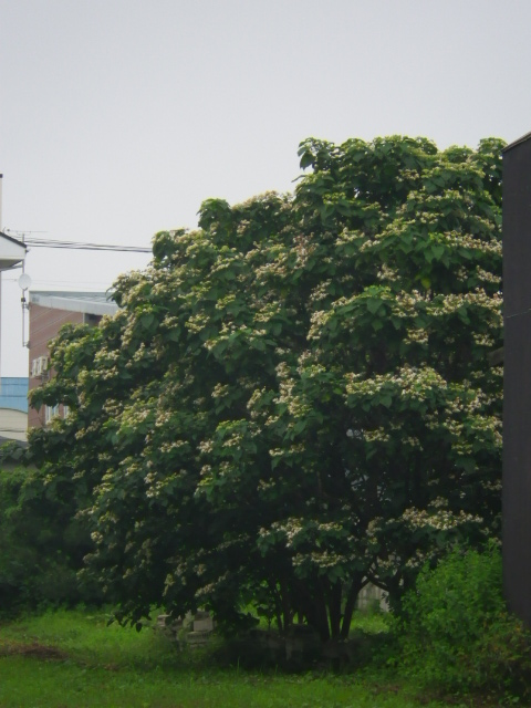 クサギの木。_b0207642_8523549.jpg
