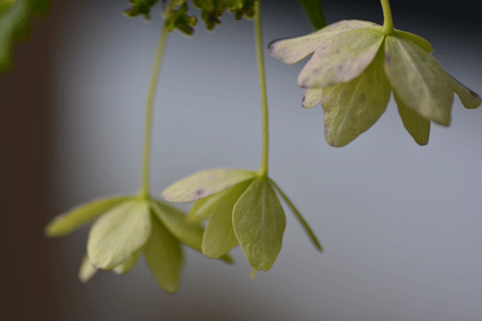 c0093046_11451363.gif