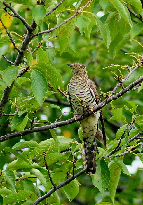 a0324247_16045095.jpg