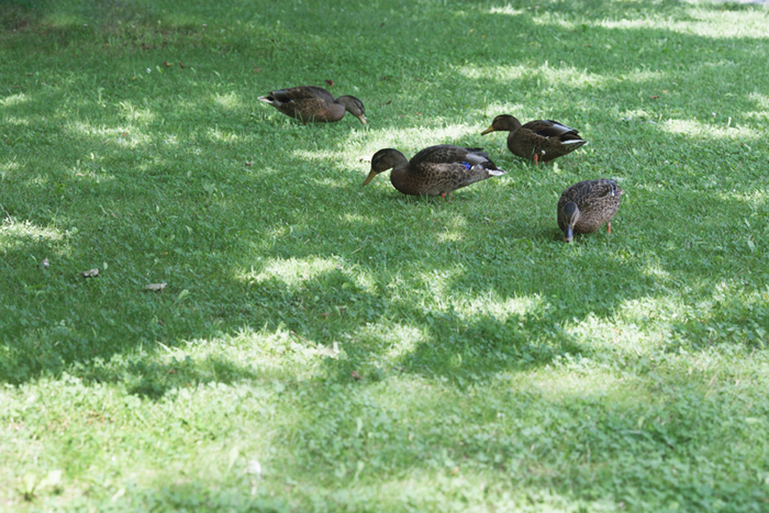 wild ducks　in Shobuike_e0341047_18454710.jpg