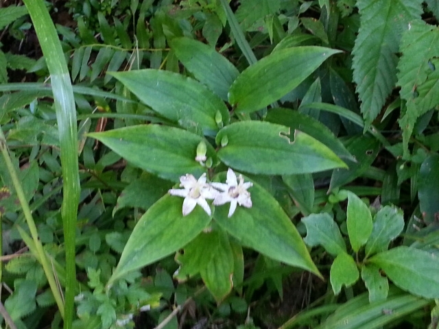 c0330749_17385736.jpg