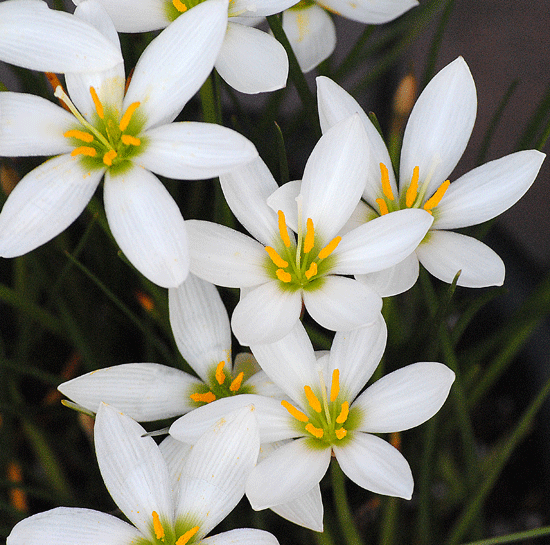 a0001354_22352898.gif