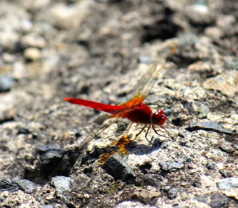 a0248459_18590856.jpg