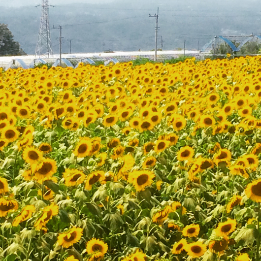 【旅行】山梨旅行#5～昇仙峡の絶景、明野のひまわり、花火どーん！_b0310463_00333688.jpg