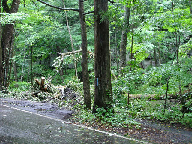 奥入瀬渓流　雨で気温も低い_d0165378_09244224.jpg