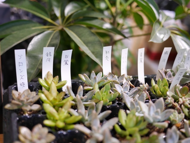 ガーデニング Green Noteさんの 多肉植物の寄せ植えワークショップに行ってきた 楓日記 ガーデニング Green Noteさんの 多肉植物の寄せ植えワークショップに行ってきた 楓日記